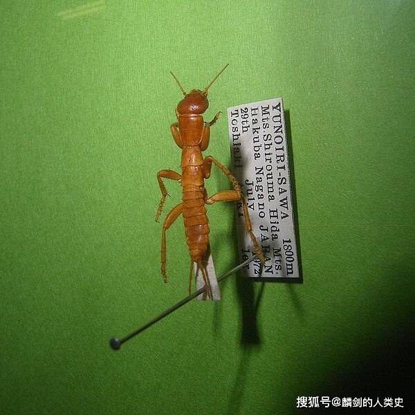 开云娱乐-の中文是什么意思